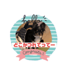 うちのしろくろ犬（個別スタンプ：1）