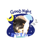 うちのしろくろ犬（個別スタンプ：3）