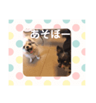 うちのしろくろ犬（個別スタンプ：6）