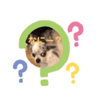 うちのしろくろ犬（個別スタンプ：7）