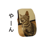 みんな家族3（個別スタンプ：6）