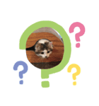 レオンスタンプ6（個別スタンプ：5）