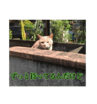 ワンにゃん:ゆるめのひと言 2（個別スタンプ：1）