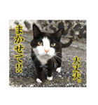 ワンにゃん:ゆるめのひと言 2（個別スタンプ：2）