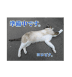 ワンにゃん:ゆるめのひと言 2（個別スタンプ：3）