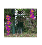 ワンにゃん:ゆるめのひと言 2（個別スタンプ：5）