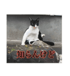 ワンにゃん:ゆるめのひと言 2（個別スタンプ：6）