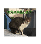 ワンにゃん:ゆるめのひと言 2（個別スタンプ：7）