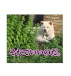 ワンにゃん:ゆるめのひと言 2（個別スタンプ：8）