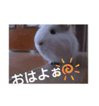 きがるにあいさつ（個別スタンプ：5）