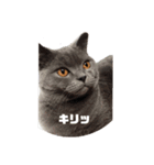 オレ、藍丸（個別スタンプ：1）