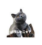 オレ、藍丸（個別スタンプ：2）