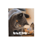 オレ、藍丸（個別スタンプ：3）