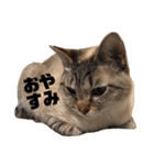 Lily先輩（個別スタンプ：5）