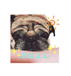 パグびん（個別スタンプ：6）