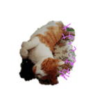 むにゅとしたい動物たち（個別スタンプ：7）