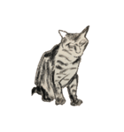 cats in crayon 2（個別スタンプ：1）