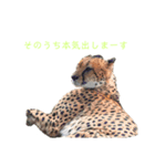 アニマル系（個別スタンプ：1）
