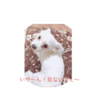 ラブ、ぶぅスタンプ3（個別スタンプ：2）