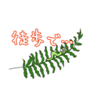 いもむし"カーリー” 夏休みも一緒だよ！（個別スタンプ：15）