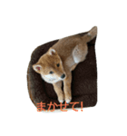 豆柴テツくん（個別スタンプ：1）