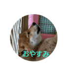 豆柴テツくん（個別スタンプ：3）