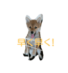 豆柴テツくん（個別スタンプ：4）