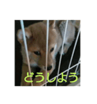 豆柴テツくん（個別スタンプ：5）