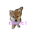 豆柴テツくん（個別スタンプ：6）