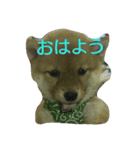 豆柴テツくん（個別スタンプ：7）