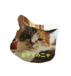 まゆにゃんず(ΦωΦ)2（個別スタンプ：4）