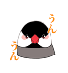 もちまる鳥 文鳥編（個別スタンプ：3）