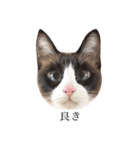 猫のぽこにゃん3（個別スタンプ：1）