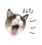 猫のぽこにゃん3（個別スタンプ：2）
