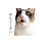 猫のぽこにゃん3（個別スタンプ：7）