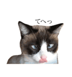 猫のぽこにゃん3（個別スタンプ：9）