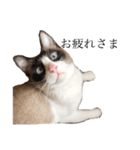 猫のぽこにゃん3（個別スタンプ：11）