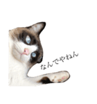 猫のぽこにゃん3（個別スタンプ：12）