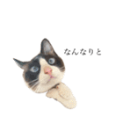 猫のぽこにゃん3（個別スタンプ：14）