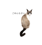 猫のぽこにゃん3（個別スタンプ：21）