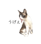 猫のぽこにゃん3（個別スタンプ：22）