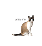猫のぽこにゃん3（個別スタンプ：25）