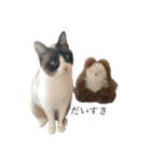 猫のぽこにゃん3（個別スタンプ：28）