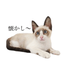 猫のぽこにゃん3（個別スタンプ：29）