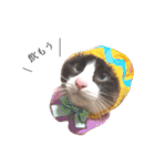 猫のぽこにゃん3（個別スタンプ：33）