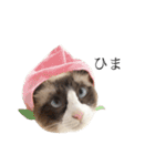猫のぽこにゃん3（個別スタンプ：34）
