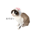 猫のぽこにゃん3（個別スタンプ：35）