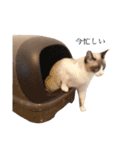 猫のぽこにゃん3（個別スタンプ：40）