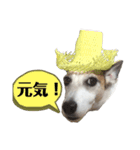 ジャックラッセルテリア・コジくんスタンプ（個別スタンプ：6）