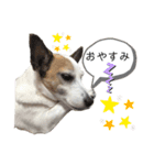 ジャックラッセルテリア・コジくんスタンプ（個別スタンプ：10）